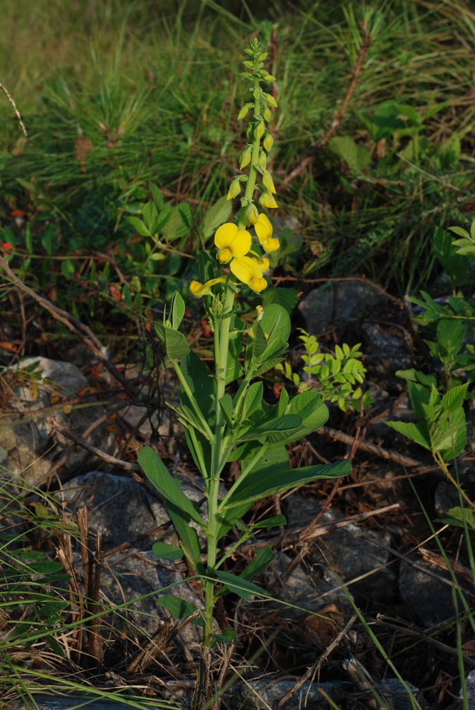 Form in bloom (Monroe County, NY)-Early Fall