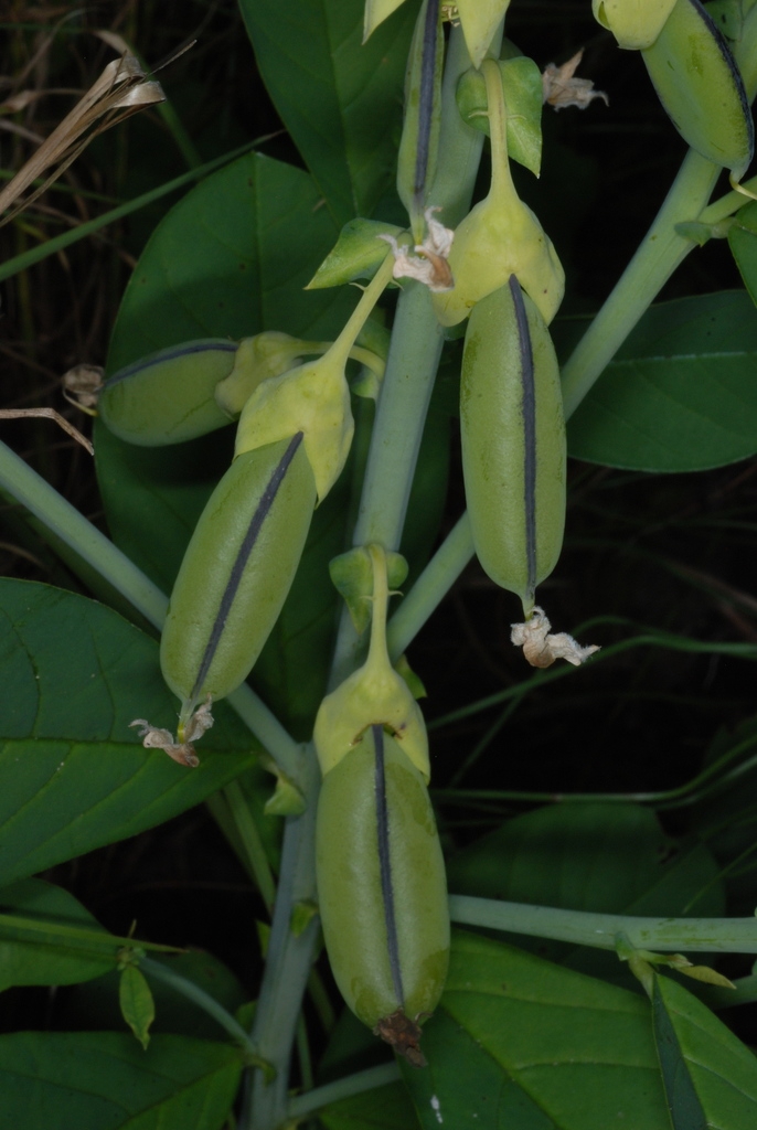 Legumes (Monroe County, NY)-Early Fall