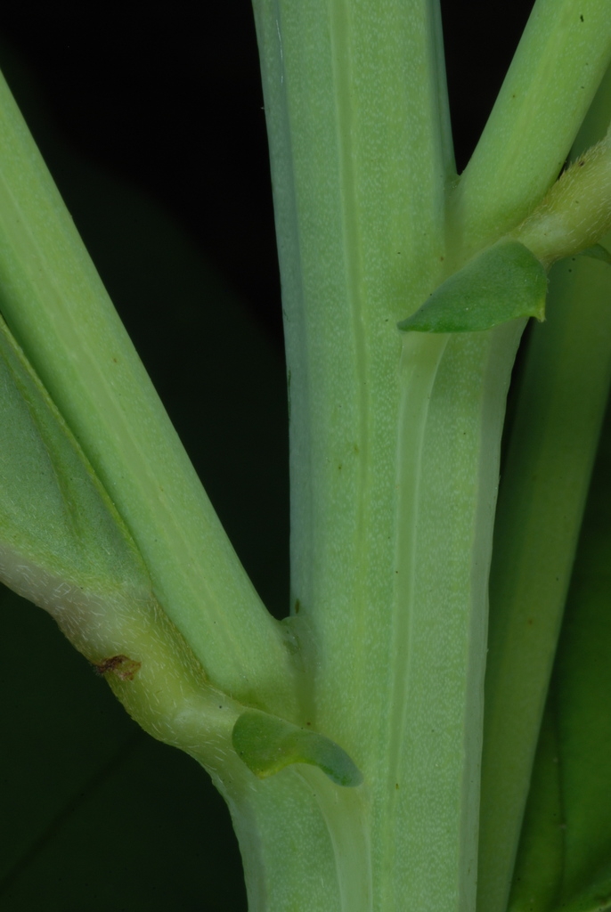 Stem (Monroe County, NY)-Early Fall