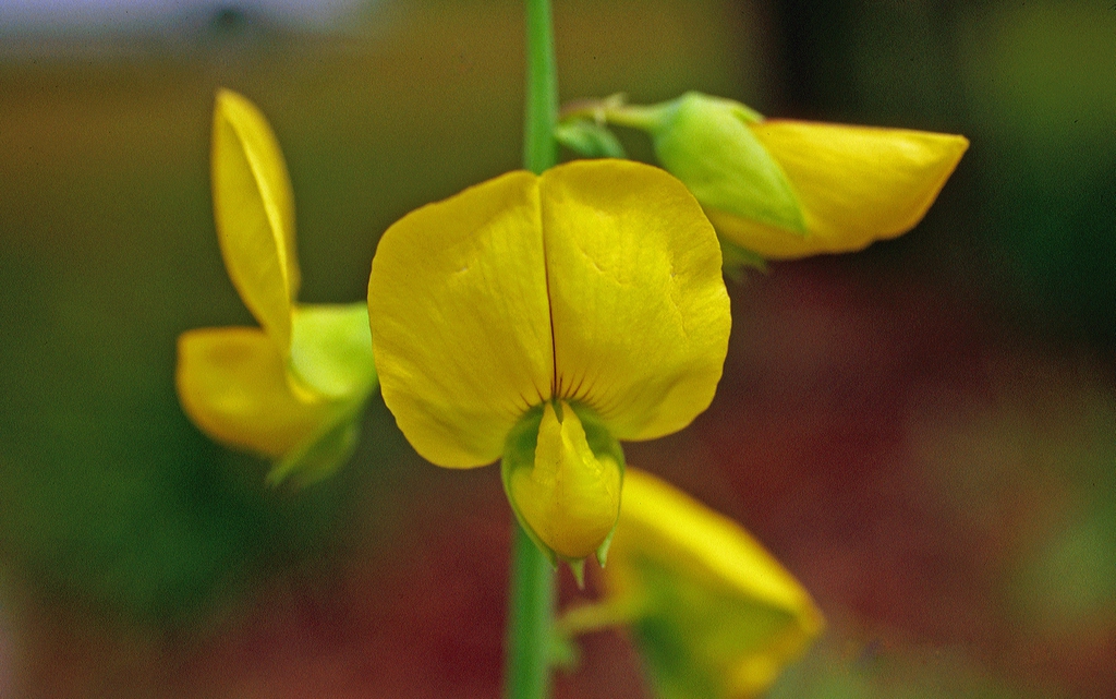 Flower close up