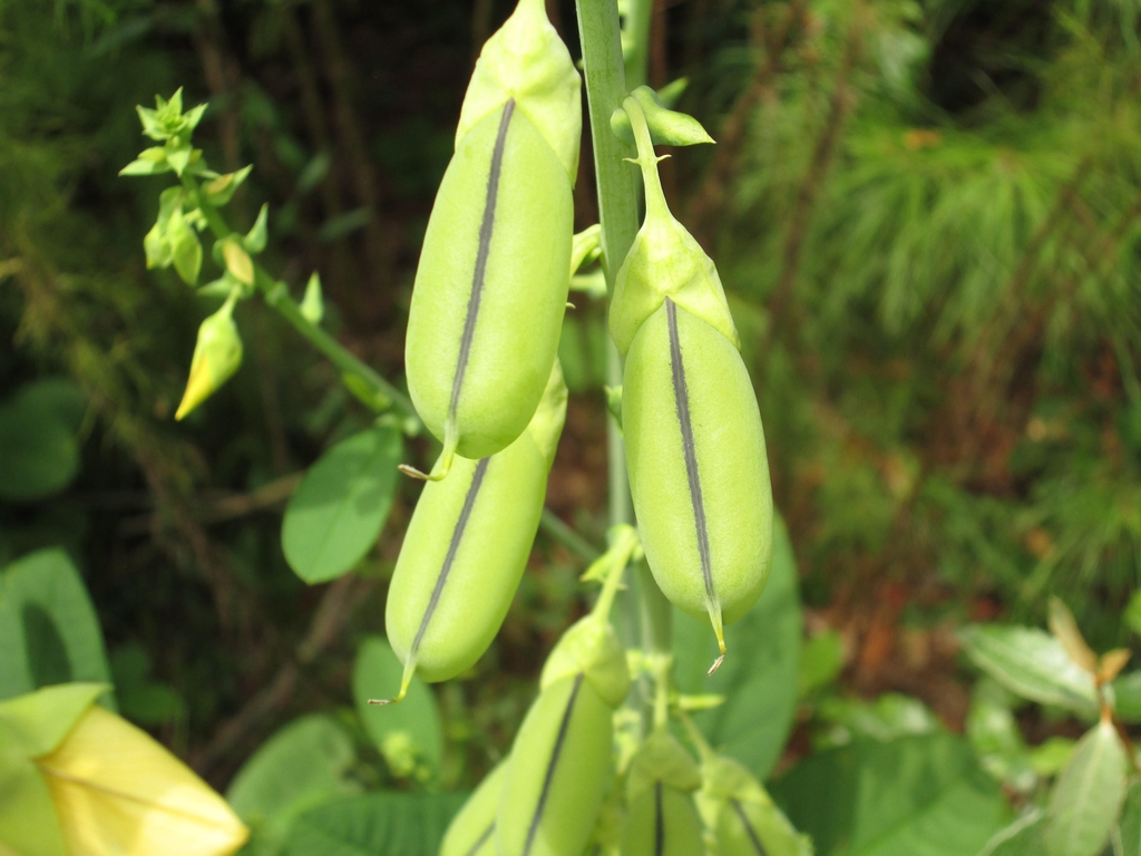Seed pods