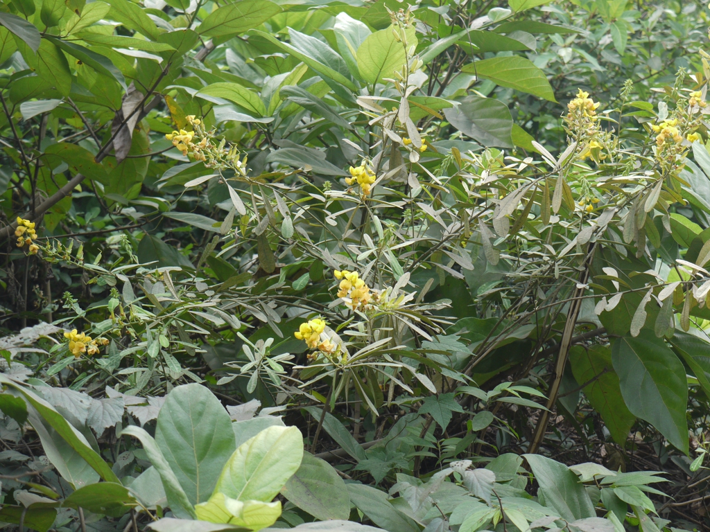 Habit