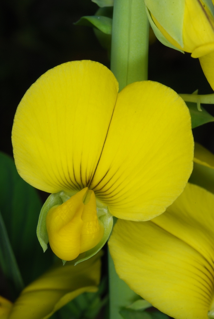 Yellow flower (Monroe County, NY)-Early Fall