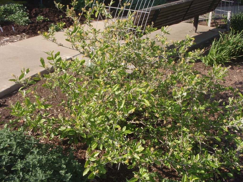 Form