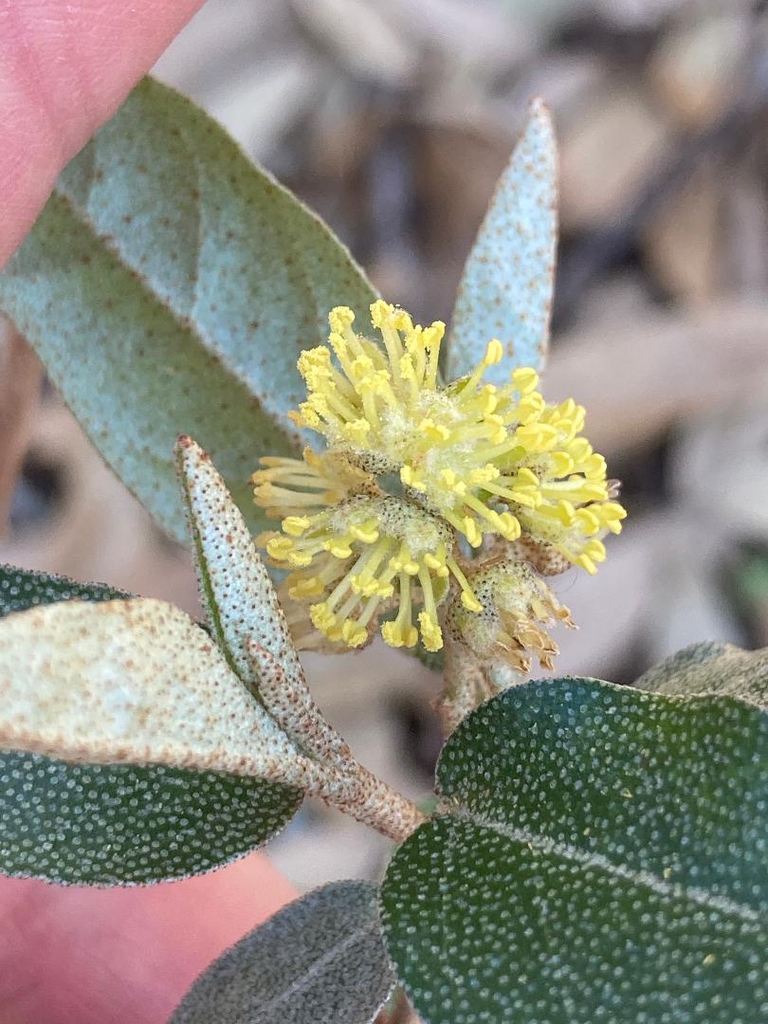 Croton alabamensis