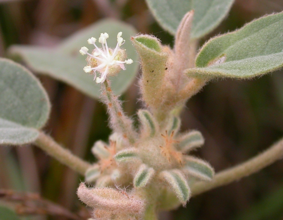 Male and female flowers