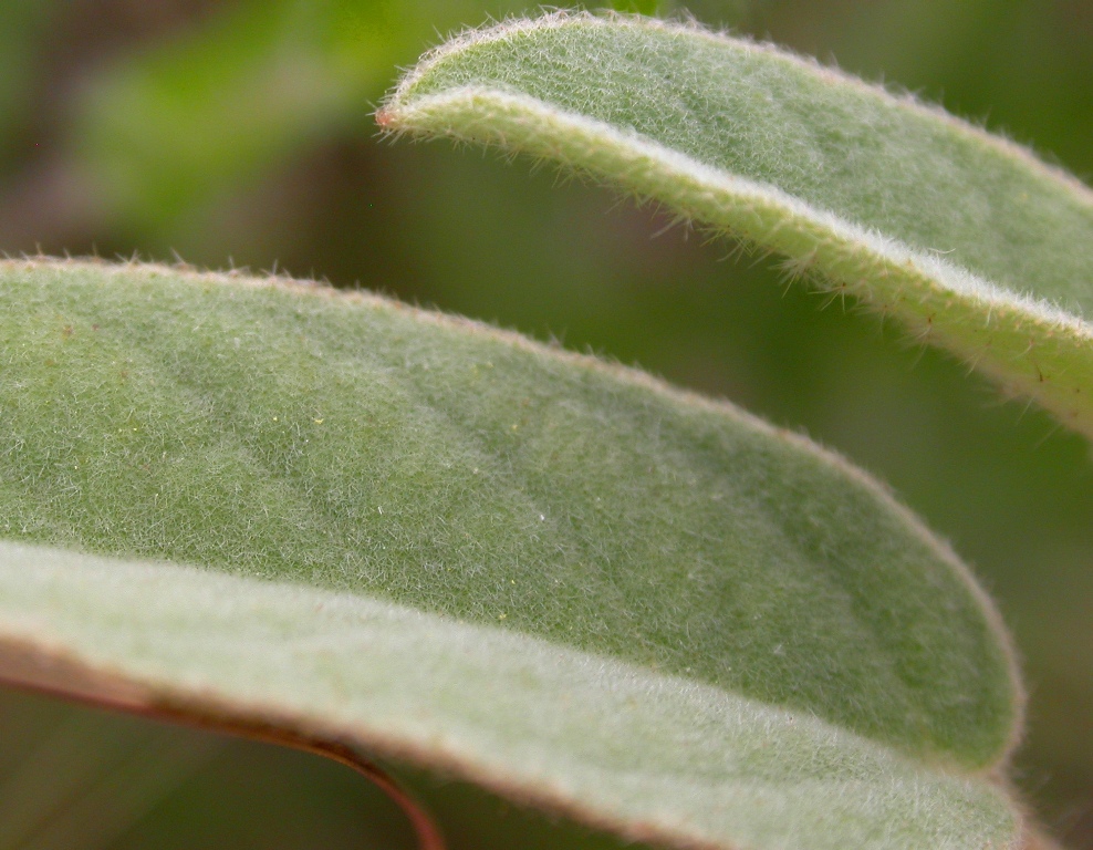 Leaves