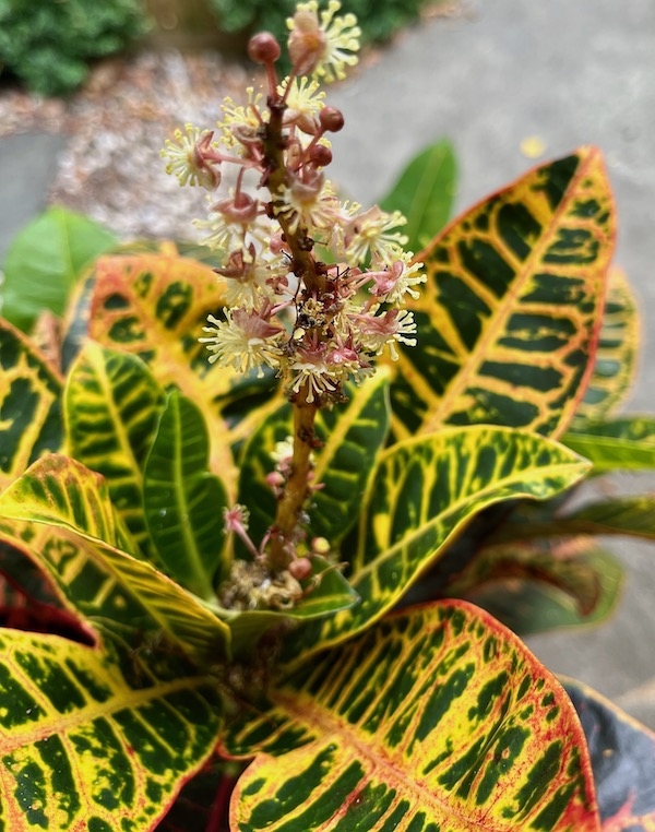 Codiacum variegatum, Croton, flowers