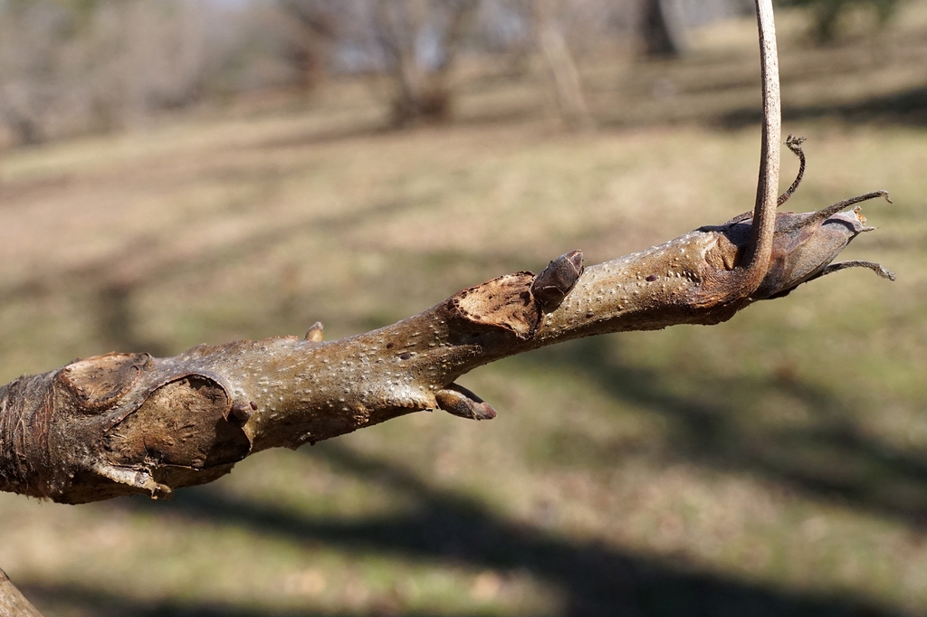 Stem