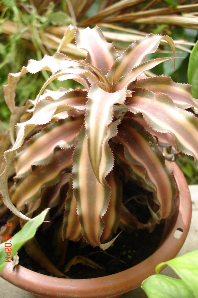 Cryptanthus bivittatus