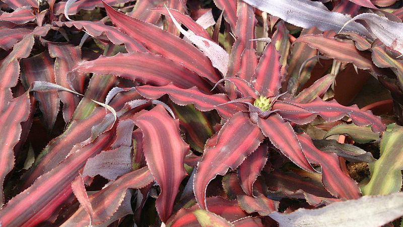 Cryptanthus bivittatus