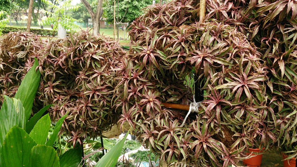 Cryptanthus bivittatus