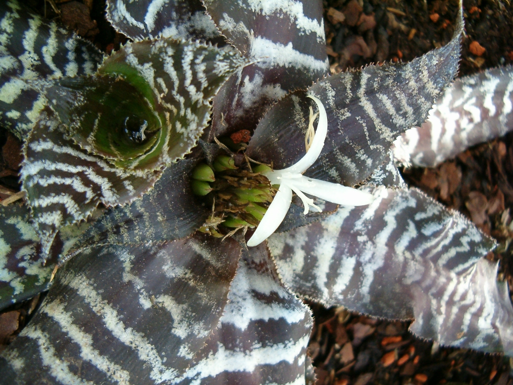 Leaves