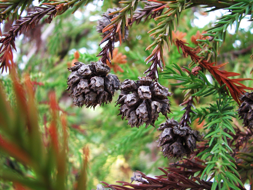 Seed Cones