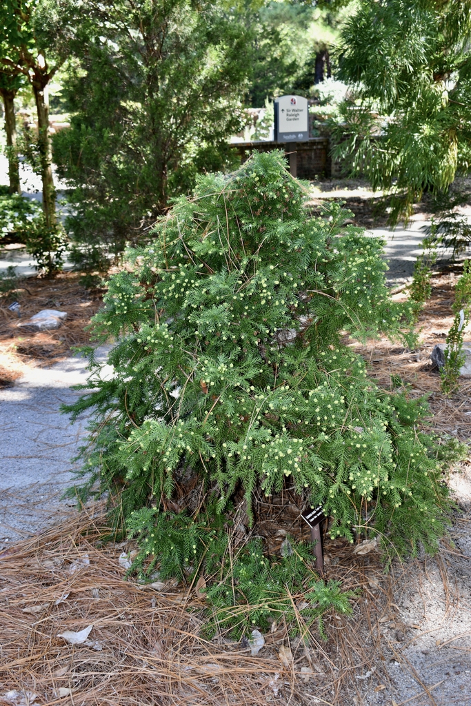 'Elegans Nana' Form - Sept. - Moore Co., NC