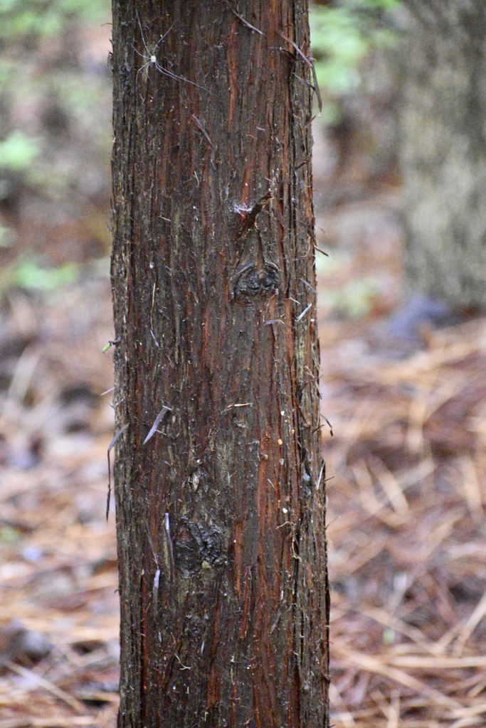 Bark in June - Halifax Co., NC