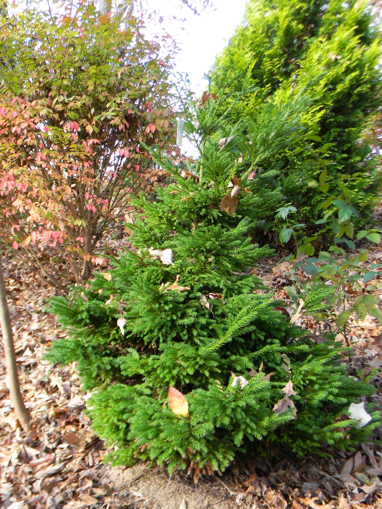 Cryptomeria japonica