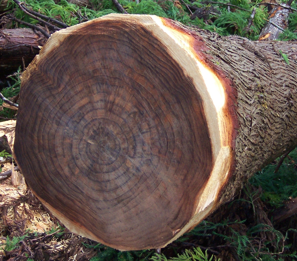 Fallen tree