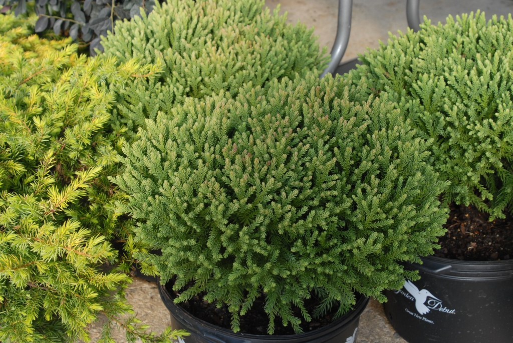 Cryptomeria japonica