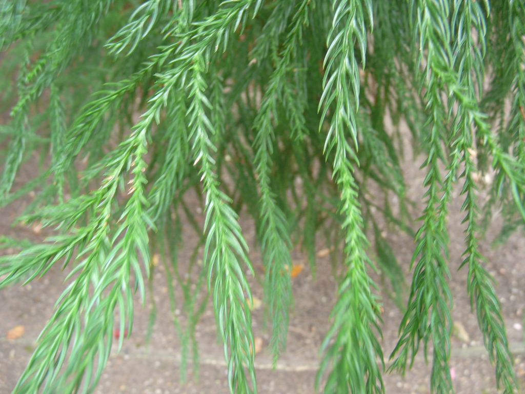 Leaf closeup