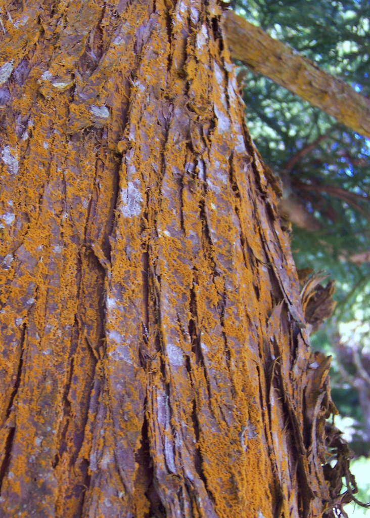 Bark