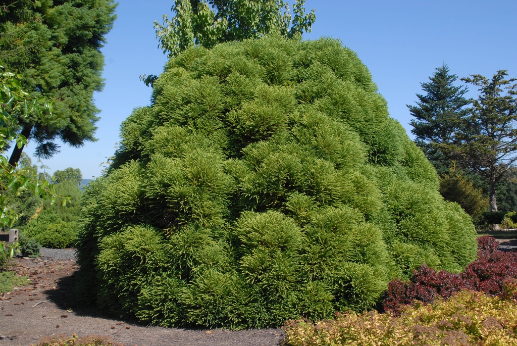 Cryptomeria japonica