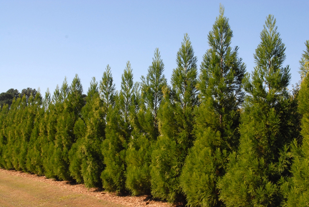 'Yoshino' Hedge