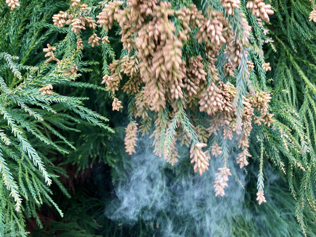 Pollen in March - Haywood Co., NC