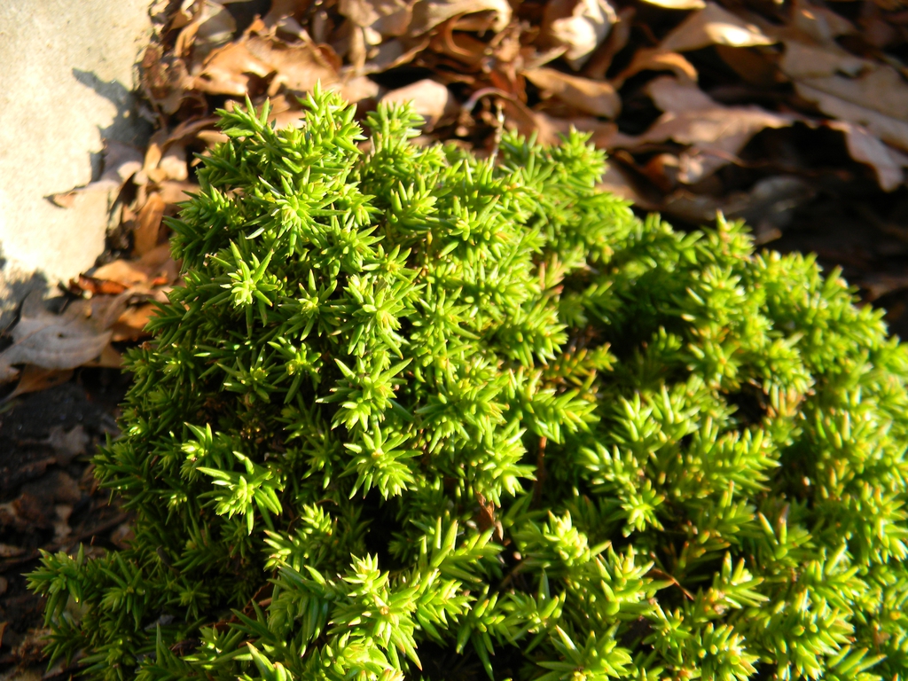 Cryptomeria japonica