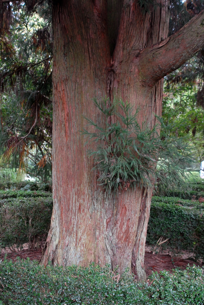 Cryptomeria japonica