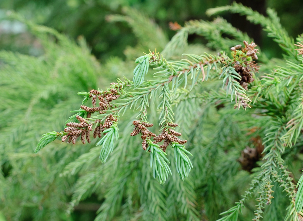 Pollen Cones