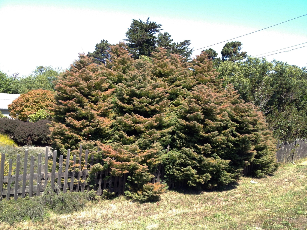 Cryptomeria japonica