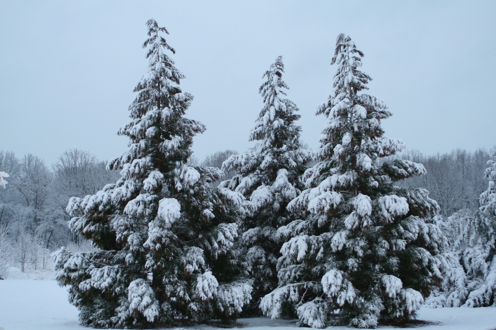 Cryptomeria japonica