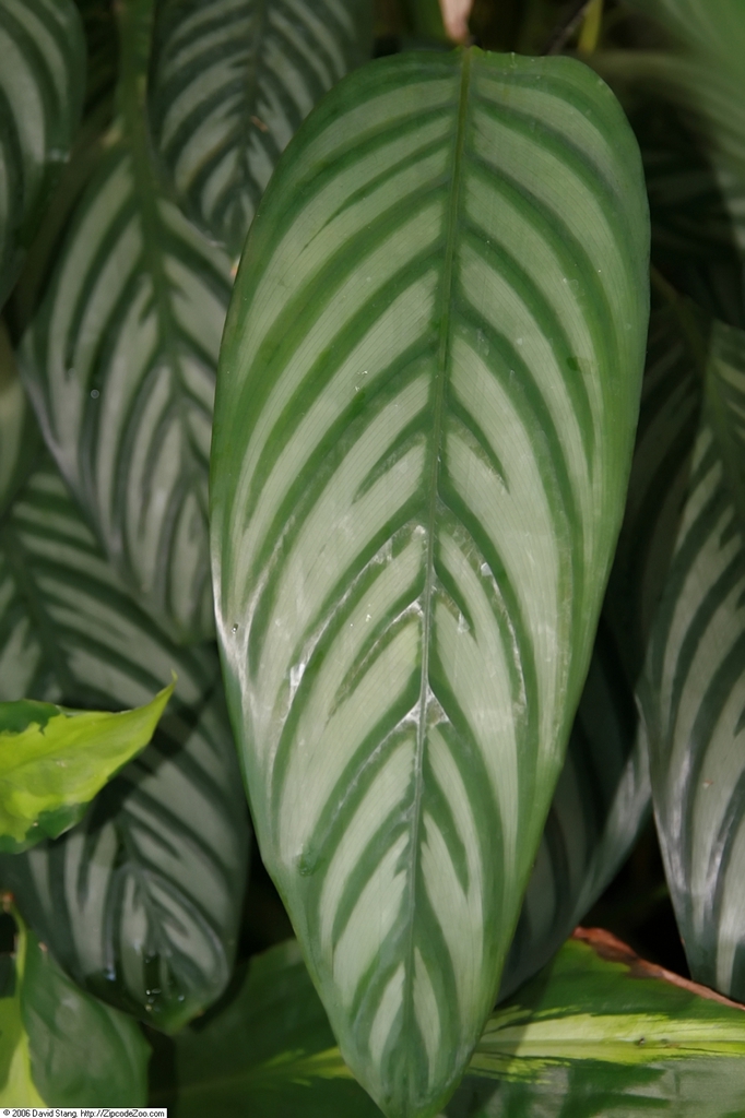Leaves