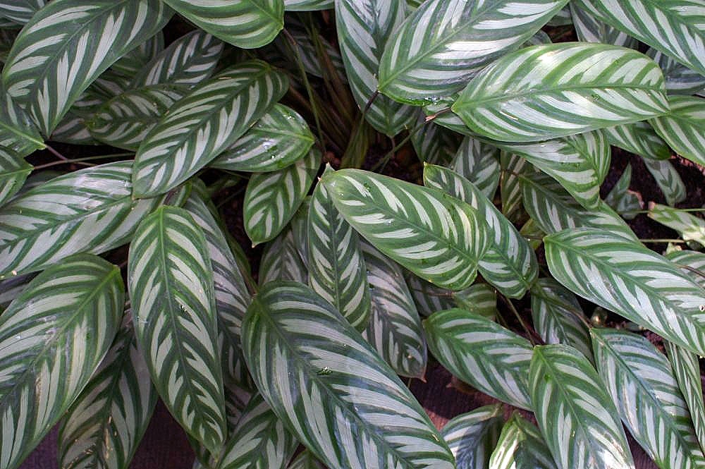 Leaves