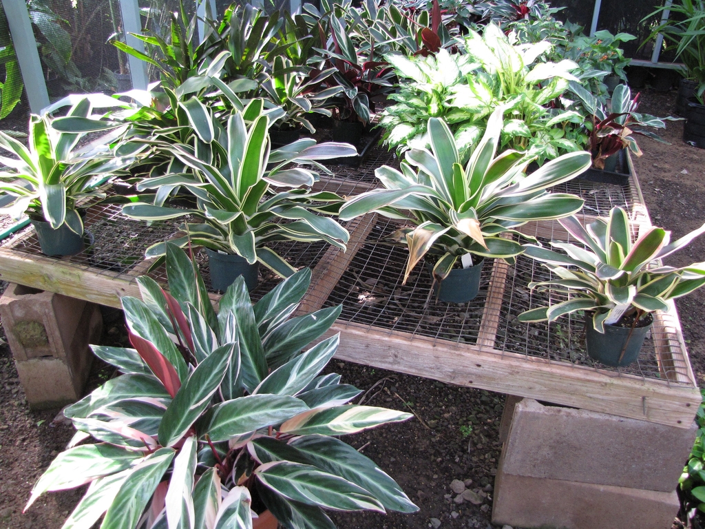 Several pots of the plants with variegated leaves