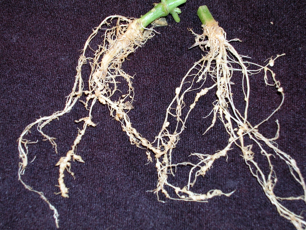 Cucumber root knot