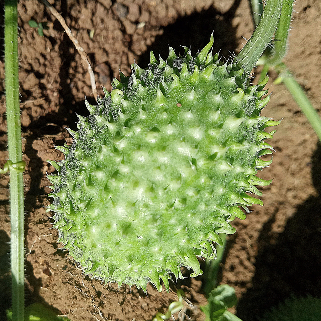 Fruit