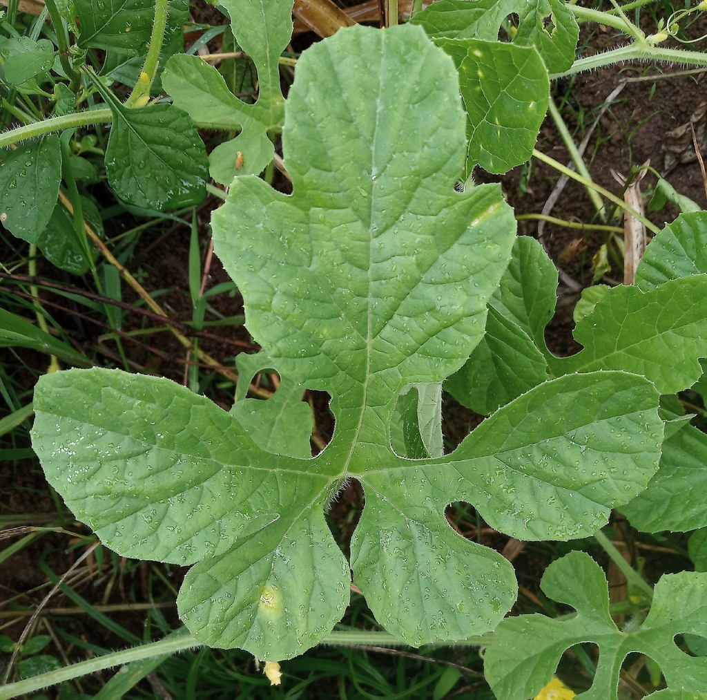 Leaves