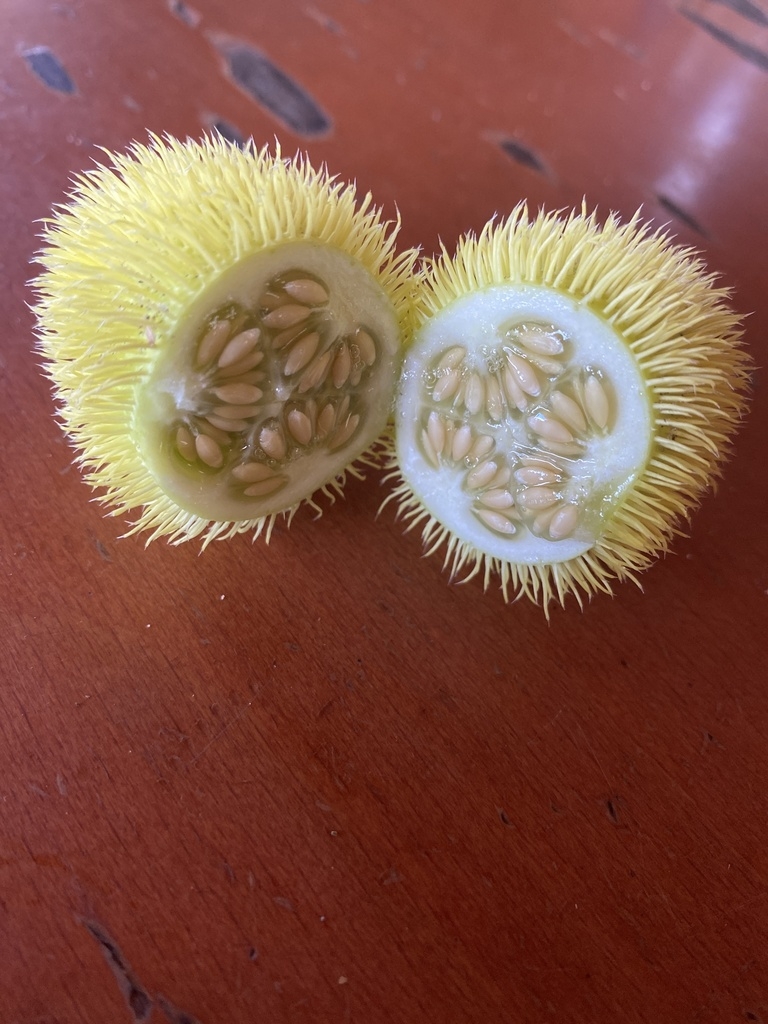 Inside of fruit