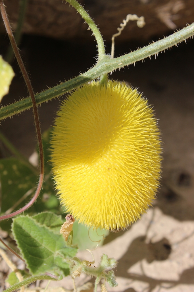 Mature fruit