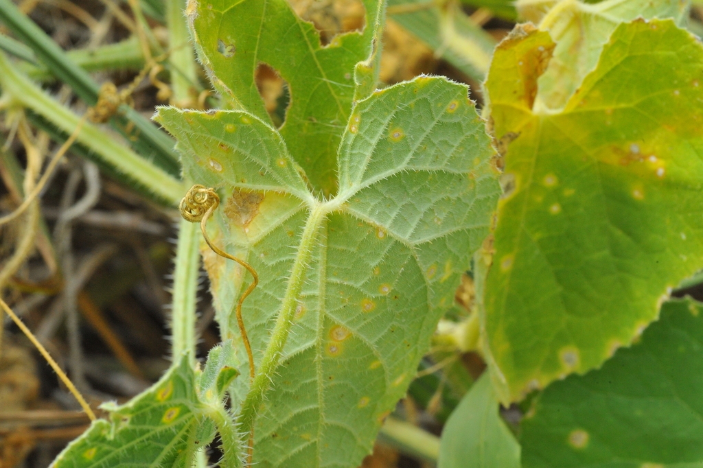 Underside of leaf