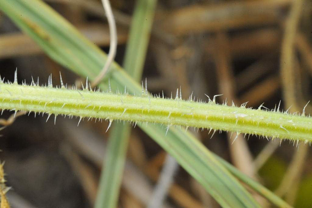 Angular stem with hairs