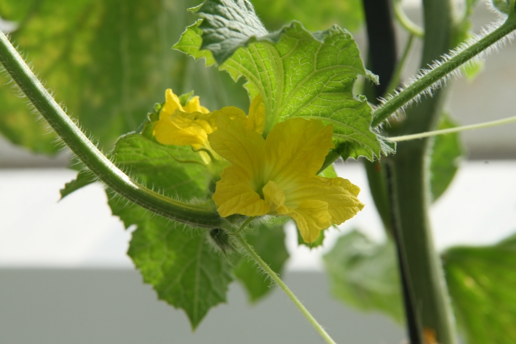 Vine with yellow, funnel-shaped flower.