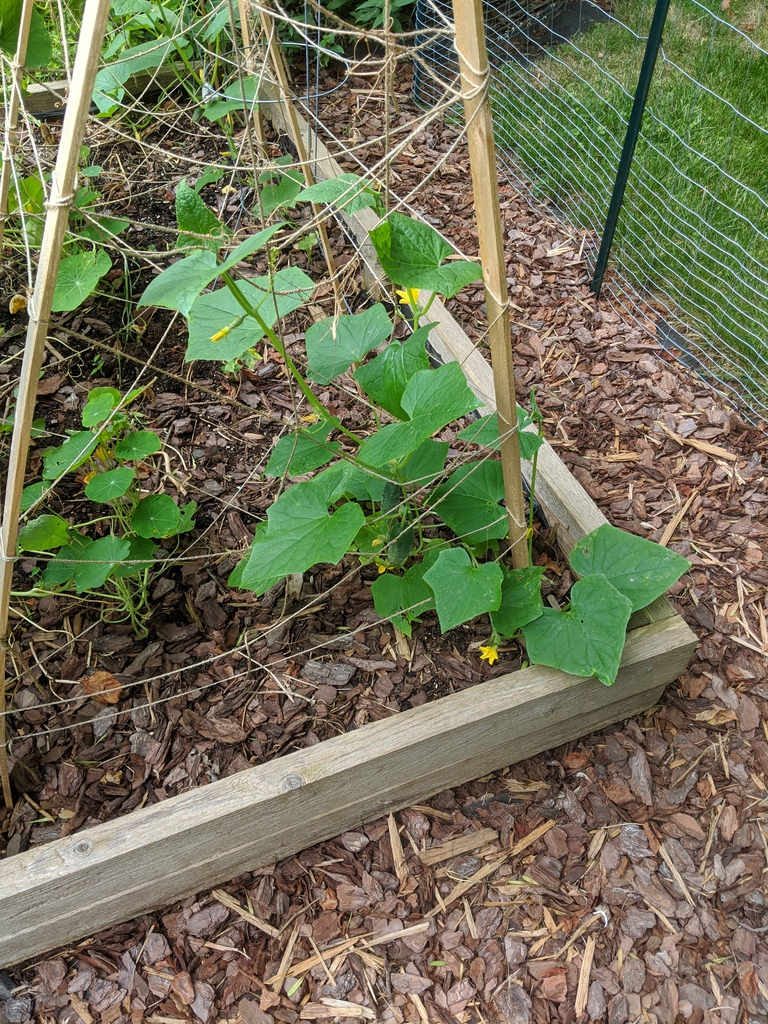 Cucumis sativus