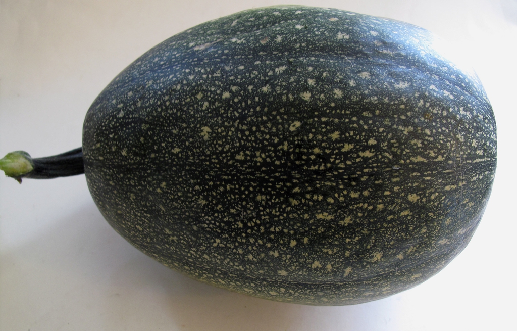 Cucurbita