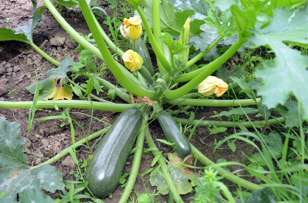 Cucurbita
