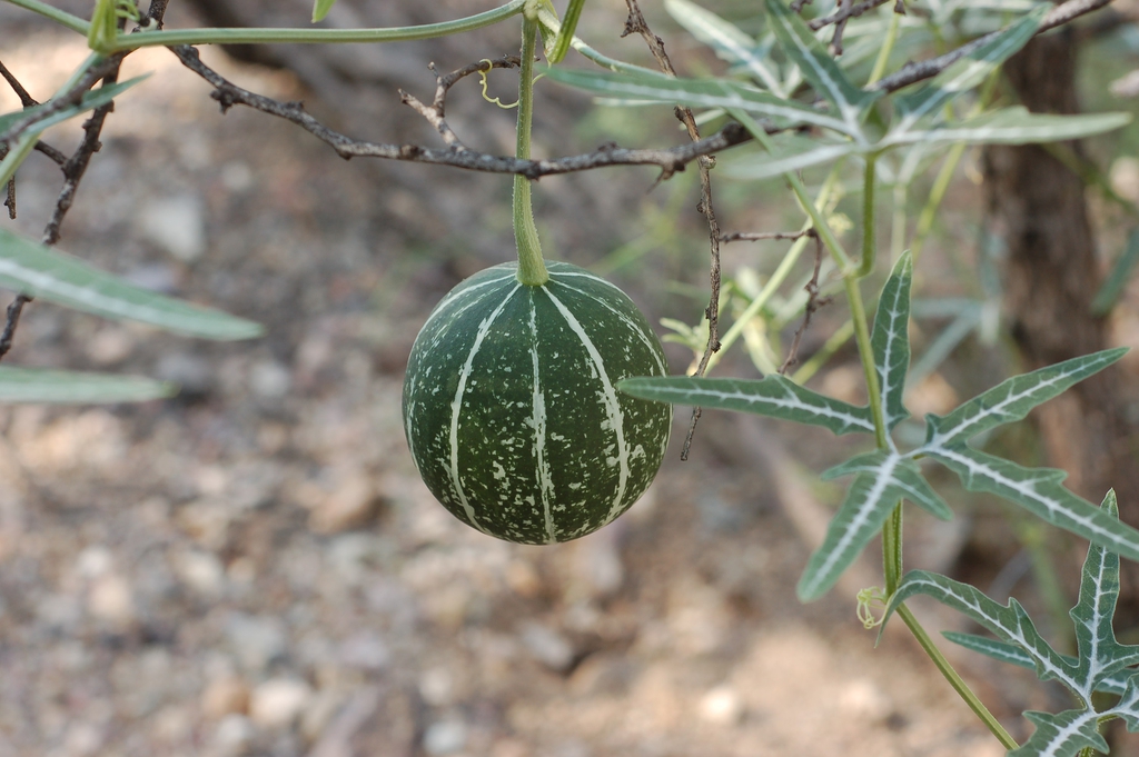 Fruit