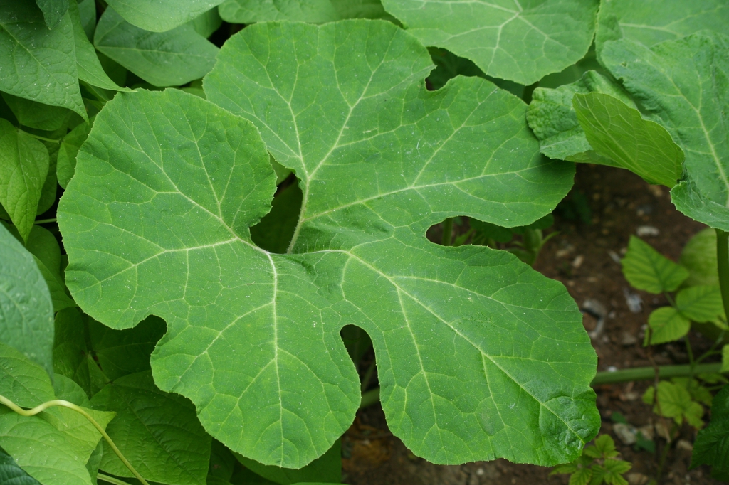 Leaves