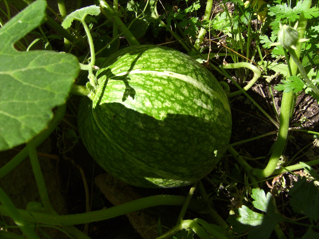 Fruit